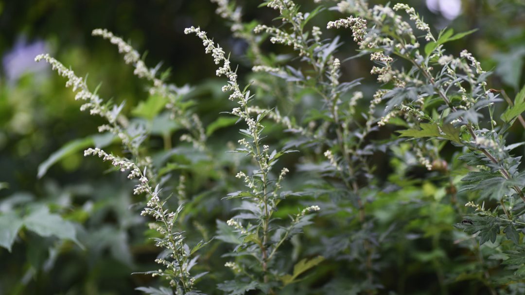 Nærbilde av Artemisia vulgaris, også kjent som bynke, blant ville vekster, med slanke grønne stengler og små hvite blomsterklaser satt mot en uskarp bladbakgrunn.