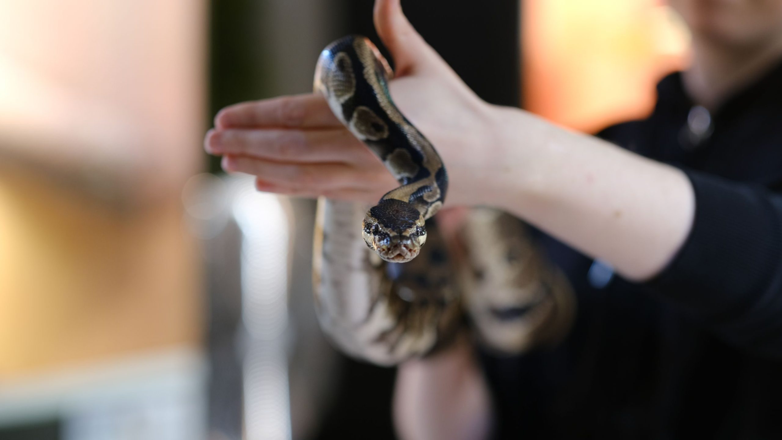 Gå til Vinteren er på hell. Da kan du teste disse opplevelsene i Oslo