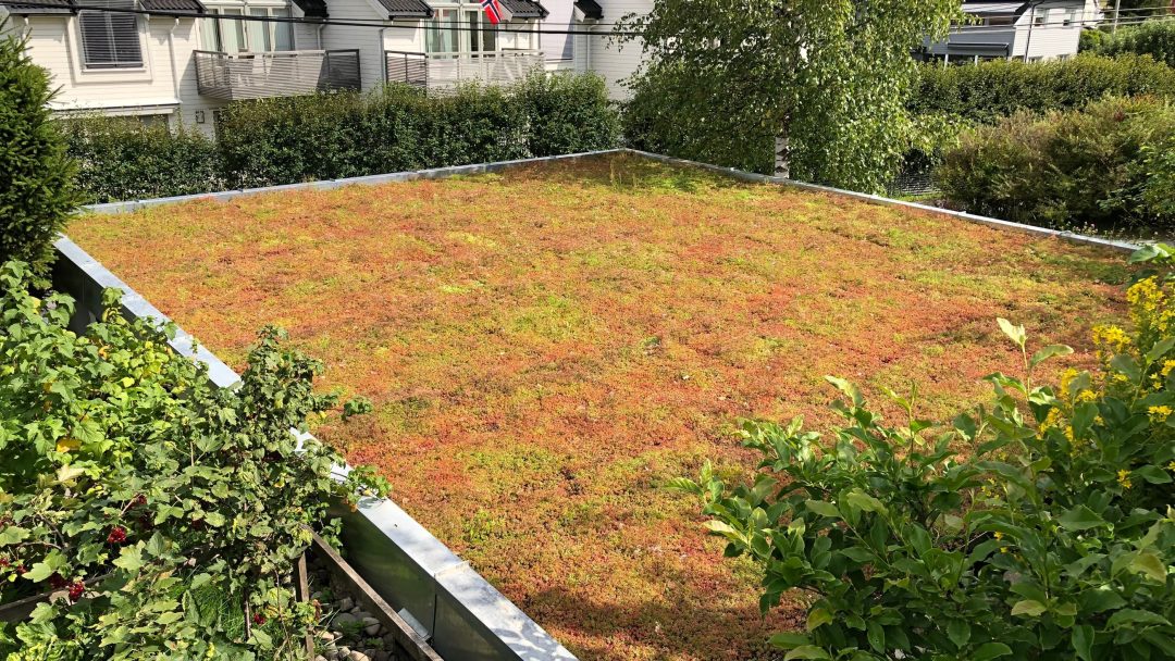 Et grønt tak utsmykket med gress og planter kompletterer boligområdet, mens en regnbed hage forsterker det pulserende landskapet med trær og hus i bakgrunnen.