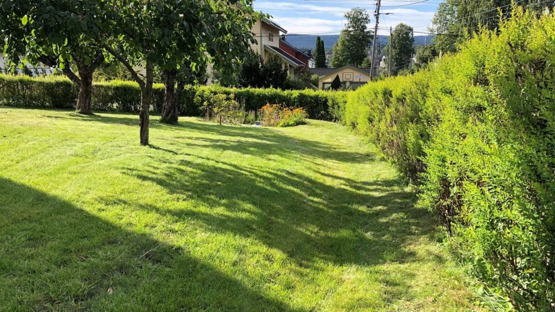 En solrik bakgård med en pent klippet plen, levende regnbed, trær, hekker og et hus i bakgrunnen under en klarblå himmel.