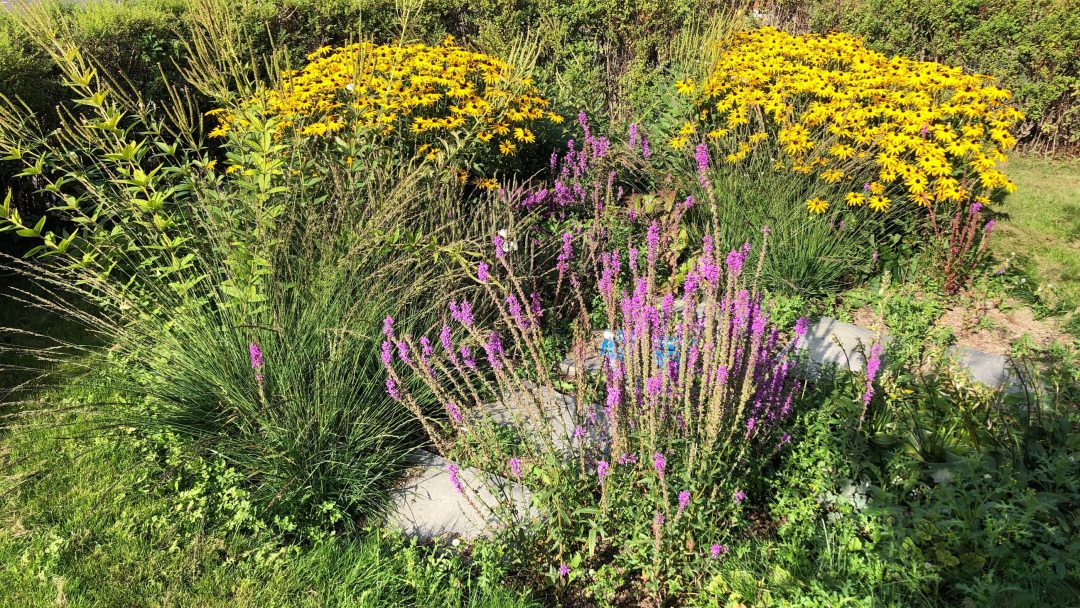 En levende hage med klaser av gule og lilla blomster, regnbed fylt med høyt gress og grønne busker, omkranset av et rødt tregjerde og en gate til venstre.