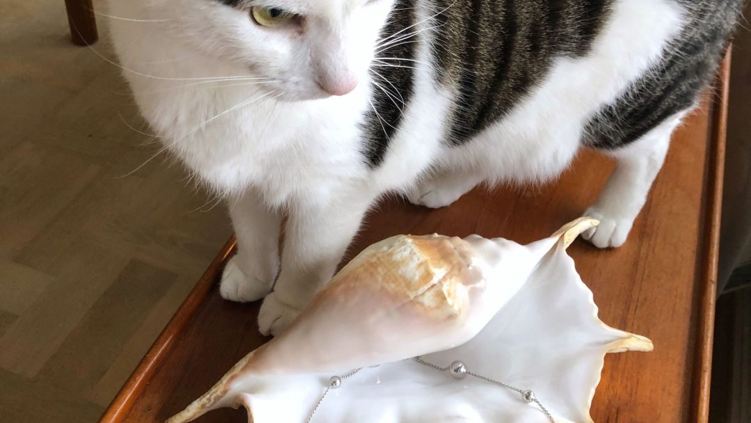 En tabby og hvit katt står på en treflate ved siden av to store skjell og et sølvkjede, skatter som minner om et herlig loppemerket funn.