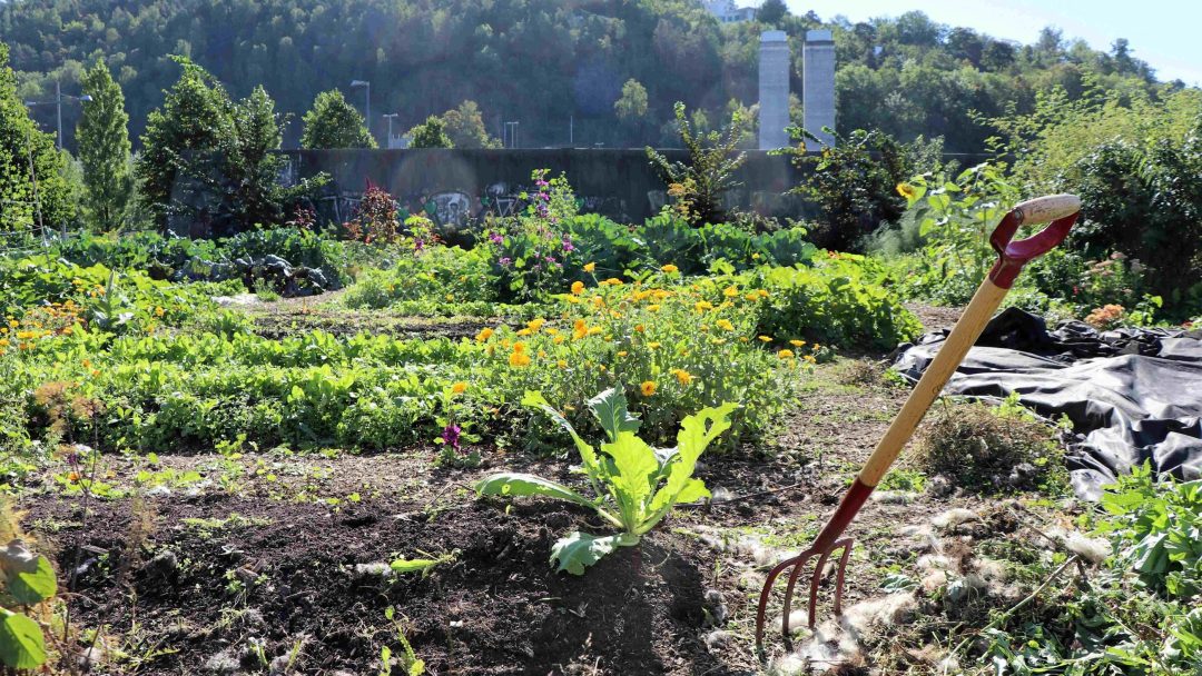 En frodig felleshage full av ulike planter, blomster og grønnsaker, med en hagegaffel fast i jorda og en skogkledd ås i bakgrunnen.