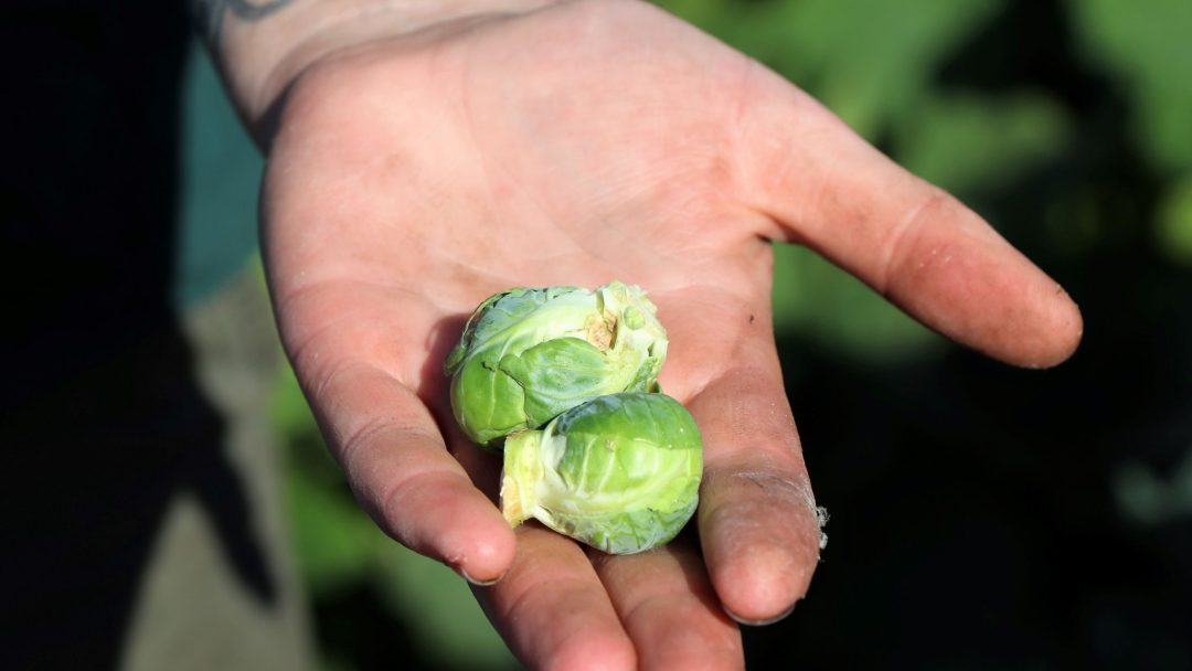 En hånd som holder to små rosenkål, med en tatovering synlig på underarmen, mot en mørk bakgrunn. Disse små grønnsaker gir et innblikk i skjønnheten i enkelheten.