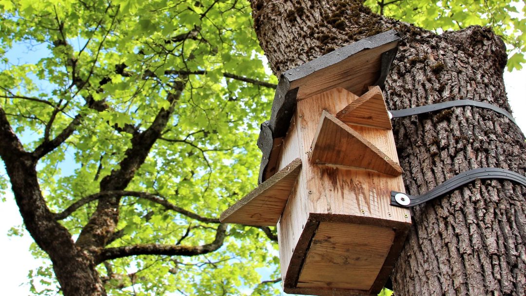 Et sjarmerende fuglehus i tre, sikkert festet til trestammen med metallstropper, inviterer naturens gjester blant de knallgrønne bladene under en klarblå himmel. Denne pollinatorvennlige havn støtter lokalt dyreliv.