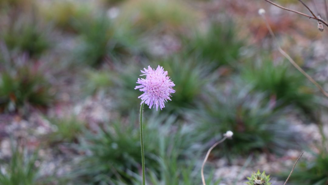 grønne tak blomster