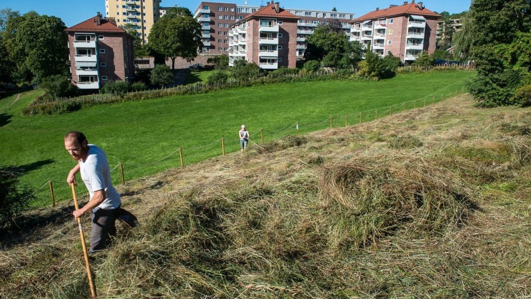 To personer bruker ljåer for å klippe gress i en åsside som blomstrer med blomsterenger, satt mot et bakteppe av leilighetsbygg, trær og klar himmel.