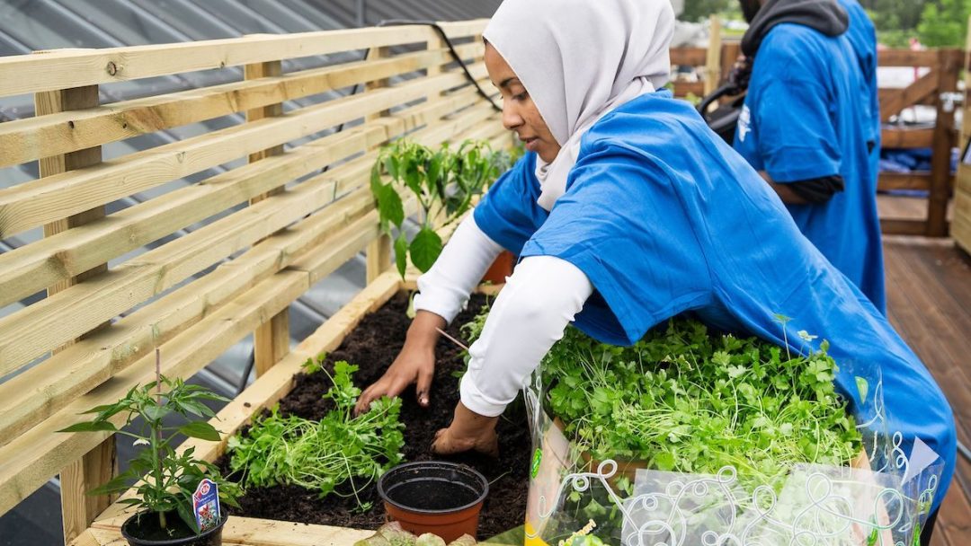 En person i blå skjorte og hvitt hodeskjerf pleier å plante for å feire miljøhovedstadsåret, mens en annen person også i blå skjorte jobber flittig i bakgrunnen.