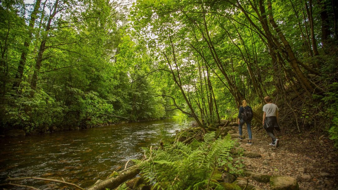 To personer går langs en skogssti ved siden av en rennende elv, omgitt av frodige grønne trær, bregner og blomsterenger i nærheten.