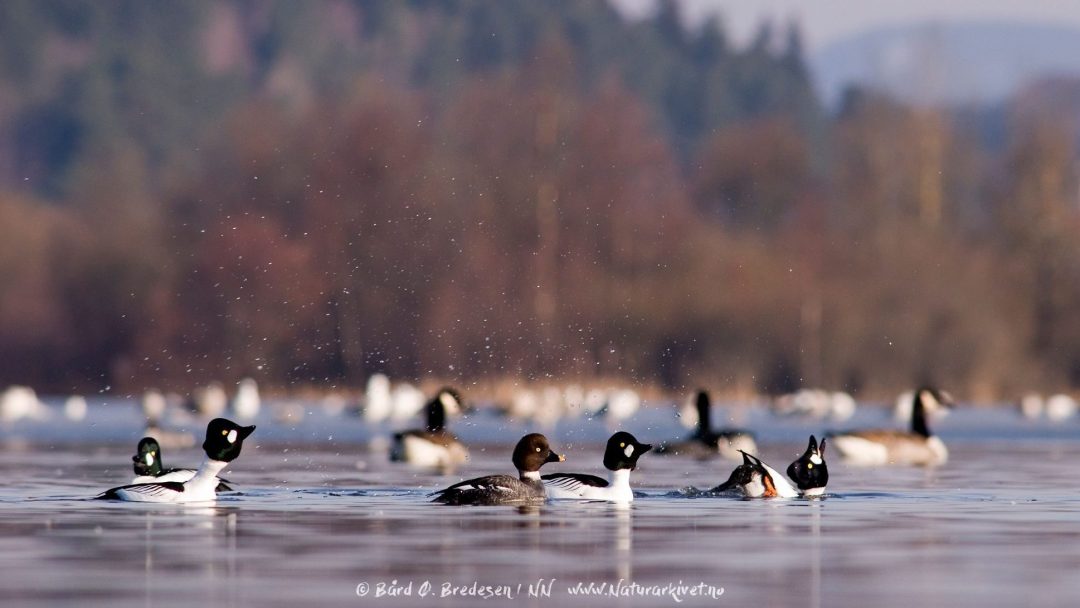 En gruppe ender svømmer grasiøst på en tåkete innsjø, omgitt av uskarpe trær og fjerne blomsterenger som hvisker historier om livlig skjønnhet i bakgrunnen.
