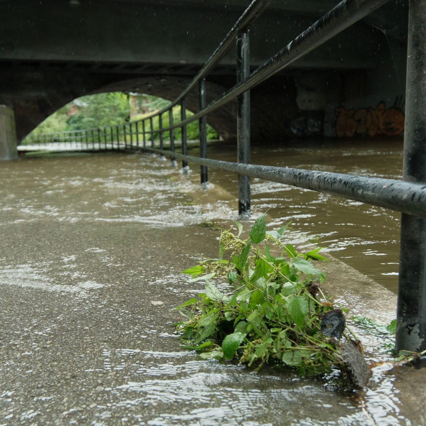 Oversvømmet gangvei under en bro, med en liten plante og rusk fanget på et rekkverk.