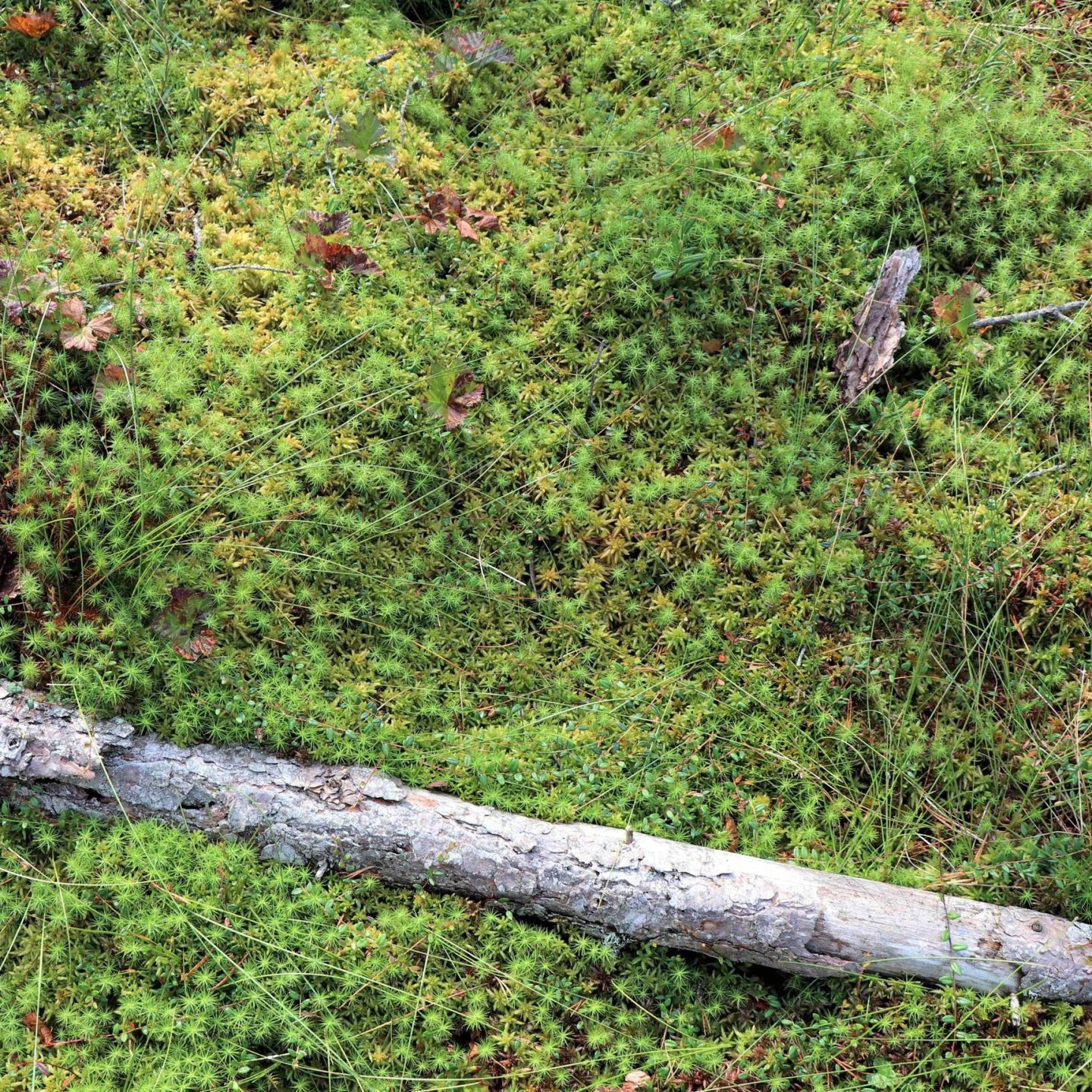 En falt tregren hviler på en seng av grønn mose og gress i naturlige omgivelser.