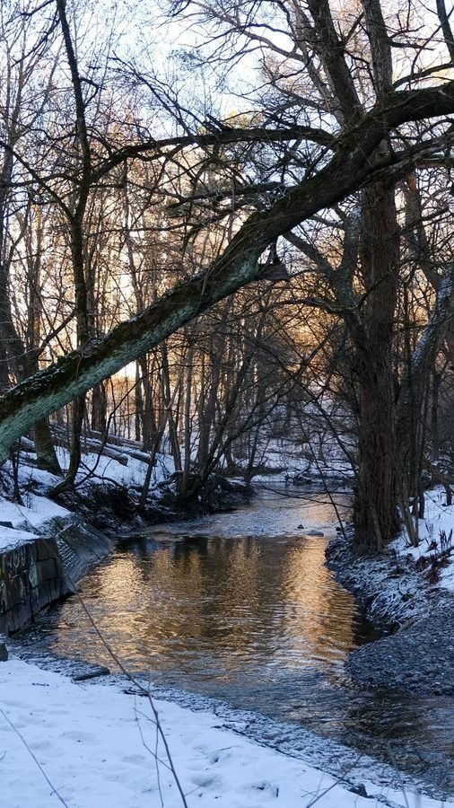 En smal bekk renner under nakne trær på en snørik vinterdag, med sollys som reflekteres på vannet – en scene som minner om en Oslotips for de som søker vinterens rolige omfavnelse.