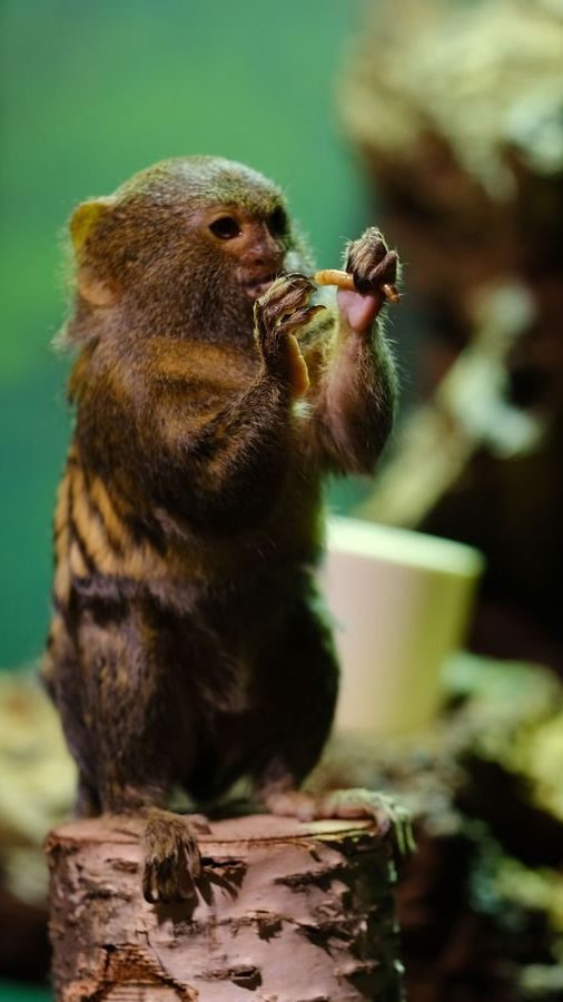 En liten ape sitter på en trestubbe, griper maten med begge hender og napper i vei, omtrent som en Oslotips som nyter hver bit.