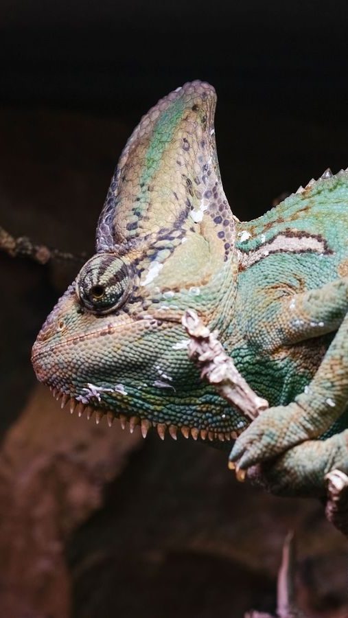 En kameleon med en blanding av grønne og brune nyanser griper en gren med øynene skarpt fokusert. Kroppsteksturen fremstår som grov med mønstre, omtrent som naturens egne Oslotips for å blande seg sømløst inn.