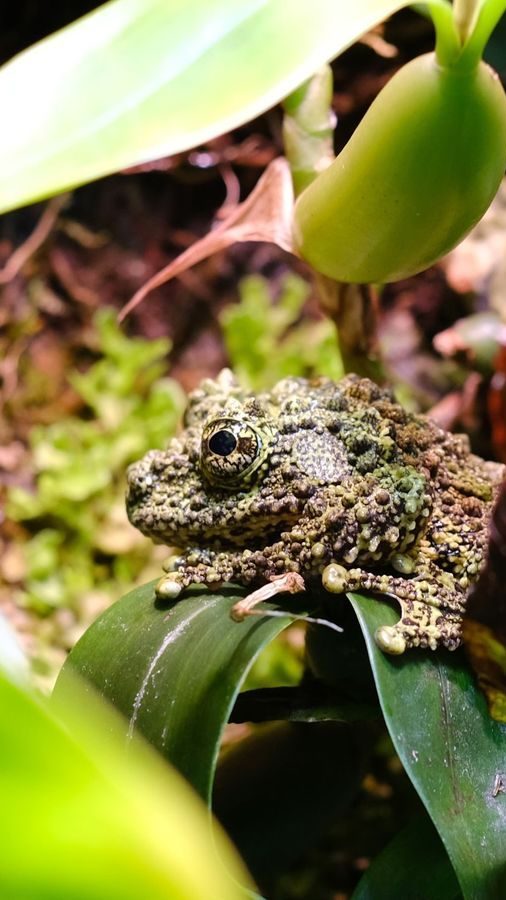 En oslotips-verdig kamuflert frosk sitter på et grønt blad omgitt av frodige planter.