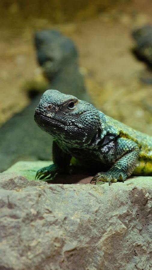 Øgle satt på en stein i Oslotips-regionen, omgitt av et sandete, steinete miljø.