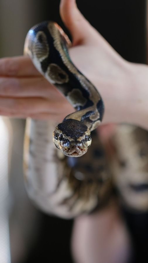 Et nærbilde fanger en person som holder en slange, med slangen vendt mot kameraet, og legemliggjør Oslotips for et uforglemmelig dyrelivsmøte.