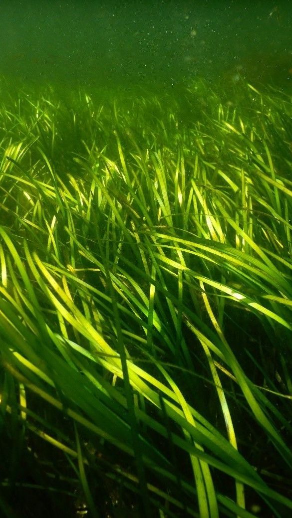 Undervannsutsikt over en levende, grønn ålegraseng med lys som filtrerer gjennom vannet og lyser opp de grasiøse bladene.