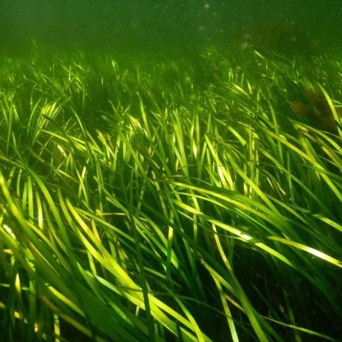 Undervannsutsikt av frodig grønn ålegras som svaier forsiktig, opplyst av sollys som filtrerer gjennom vannet over.
