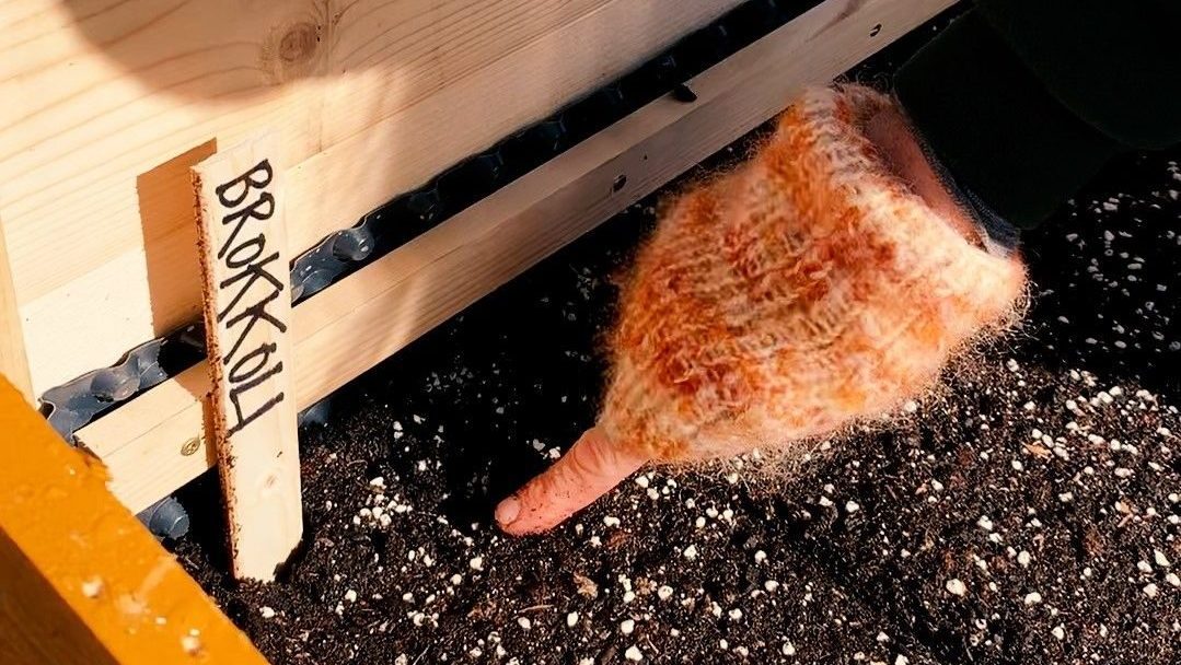 En hånd iført en strikket hanske peker på jord i en plantekasse av tre, der kunsten å «dyrking» slår rot. Et lite skilt merket BROKKOLI er plassert ved siden av jorda.