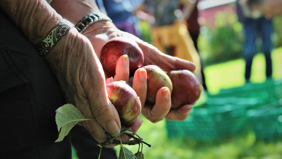 Hender som holder fire røde epler og en liten gren med blader, utendørs under et epleplukking-arrangement, med uskarpe mennesker og grønt i bakgrunnen.