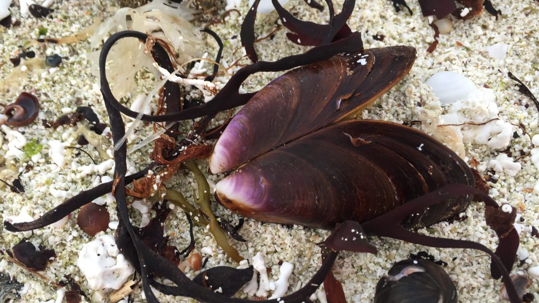 Et mørkebrunt blåskjellskall ligger åpent på sandmark omgitt av ulike tang og små skjell.