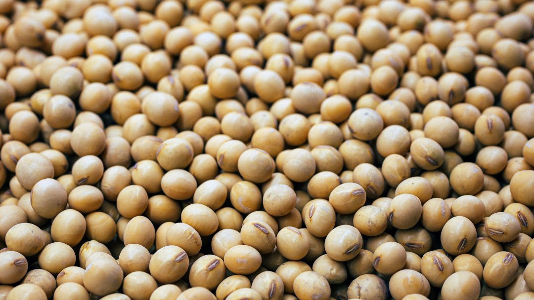 Nærbilde av en stor haug med gule soyabønner.