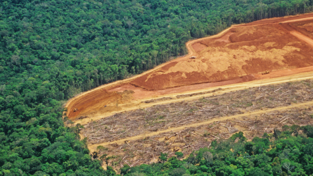 Luftfoto av en regnskogseksjon ryddet for avskoging, med felte trær og eksponert jord i kontrast til det omkringliggende tette grøntområdet.