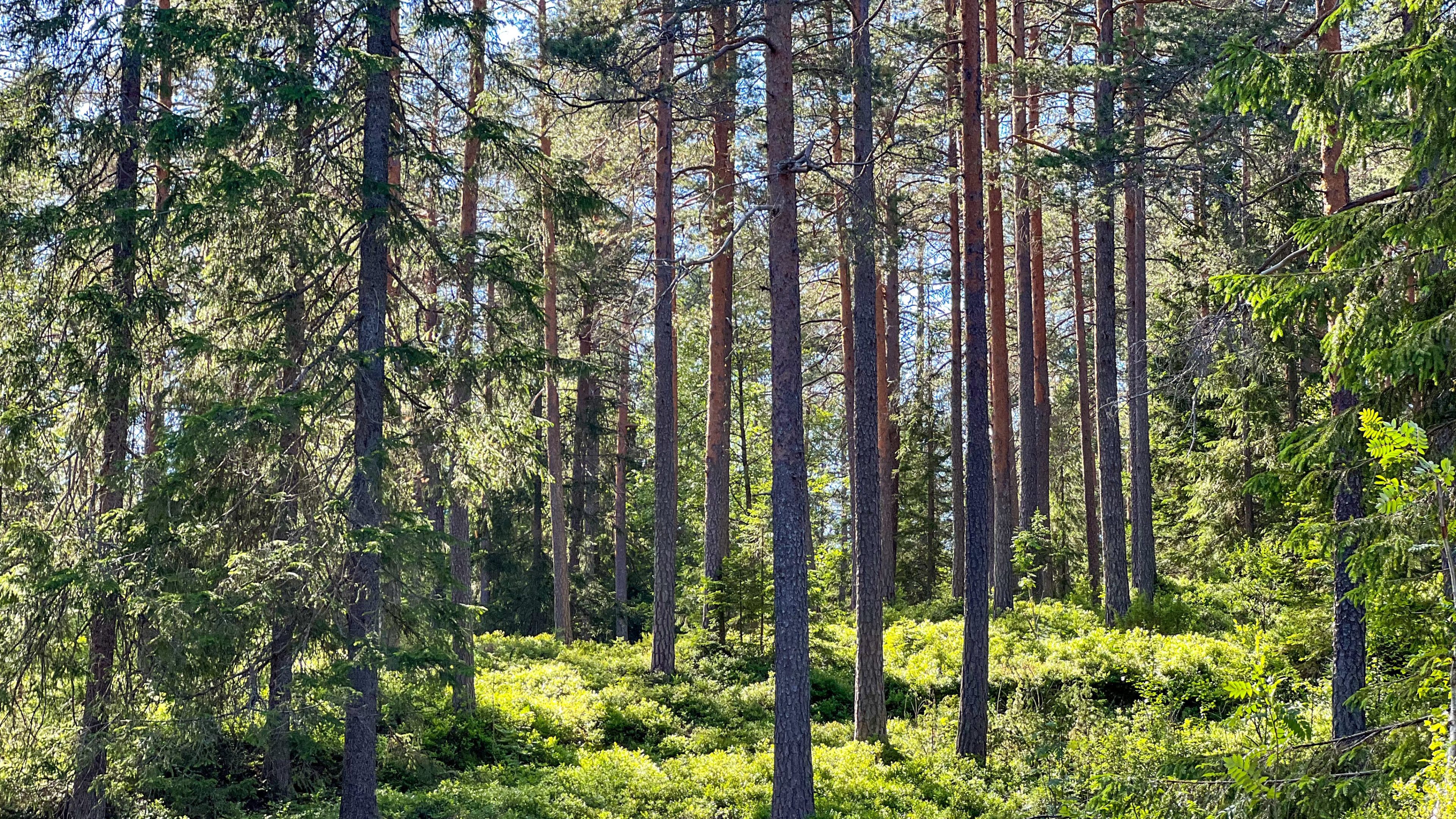 En tett skog med høye furutrær og frodig grønn undervekst, sollys som filtrerer gjennom grenene, tilbyr en ideell setting for et rolig topptur-eventyr.