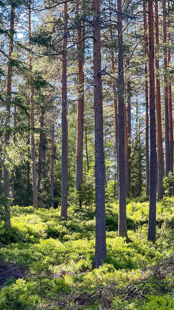 En solbelyst skog med høye, slanke trær og frodig underskog tilbyr det perfekte bakteppet for et spennende topptur-eventyr.
