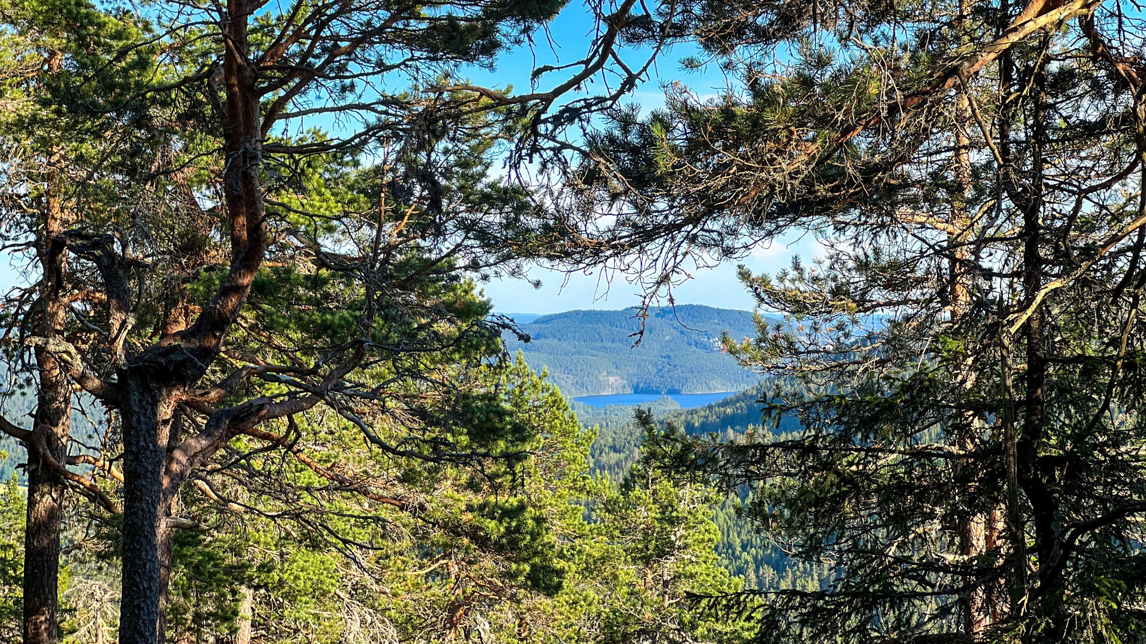 Midt i den rolige skogscenen står høye furutrær majestetisk i forgrunnen, og rammer inn en fjern utsikt over en blå innsjø og bølgende åser under en klar himmel – et perfekt bakteppe for et spennende topptur-eventyr.