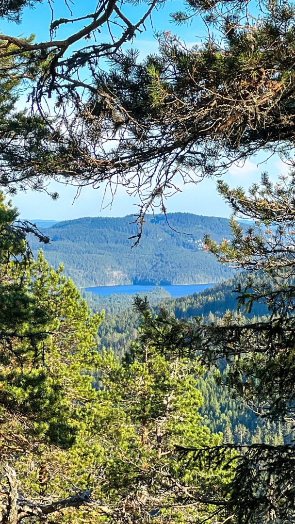 Utsikt gjennom furutrær av en fjern blå innsjø, perfekt for et rolig topptur-eventyr, omgitt av skogkledde åser under klar himmel.