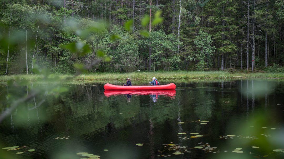 To personer padler en rød kano på et rolig skogsvann, telt av frodig grønt og høye trær.
