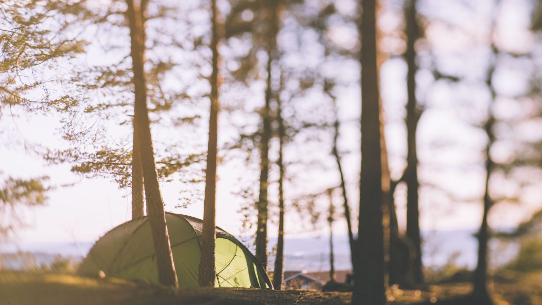 En grønn telt er satt opp i en solbelyst skog, omgitt av høye trær med uskarp bakgrunn.