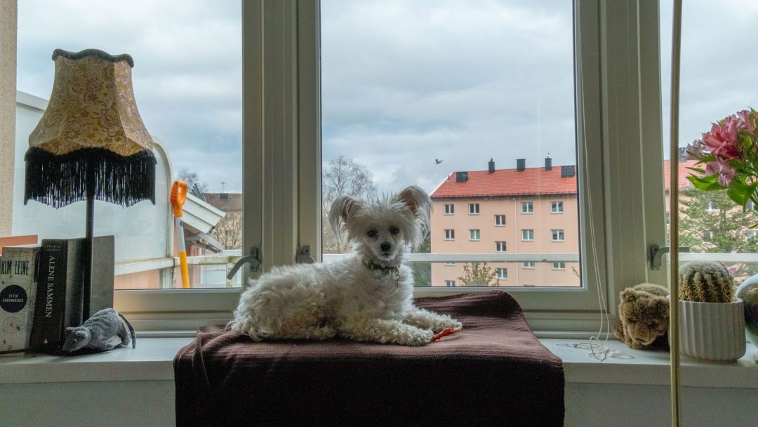 En liten hvit hund hviler på en brun pute ved vinduet, omgitt av en lampe, bøker og potteplanter. Utenfor møter bylandskapet en overskyet himmel. Dette koselige hjørnet får rikelig med naturlig lys – et eksempel på enkel energitiltak som forbedrer komfort og bærekraft.