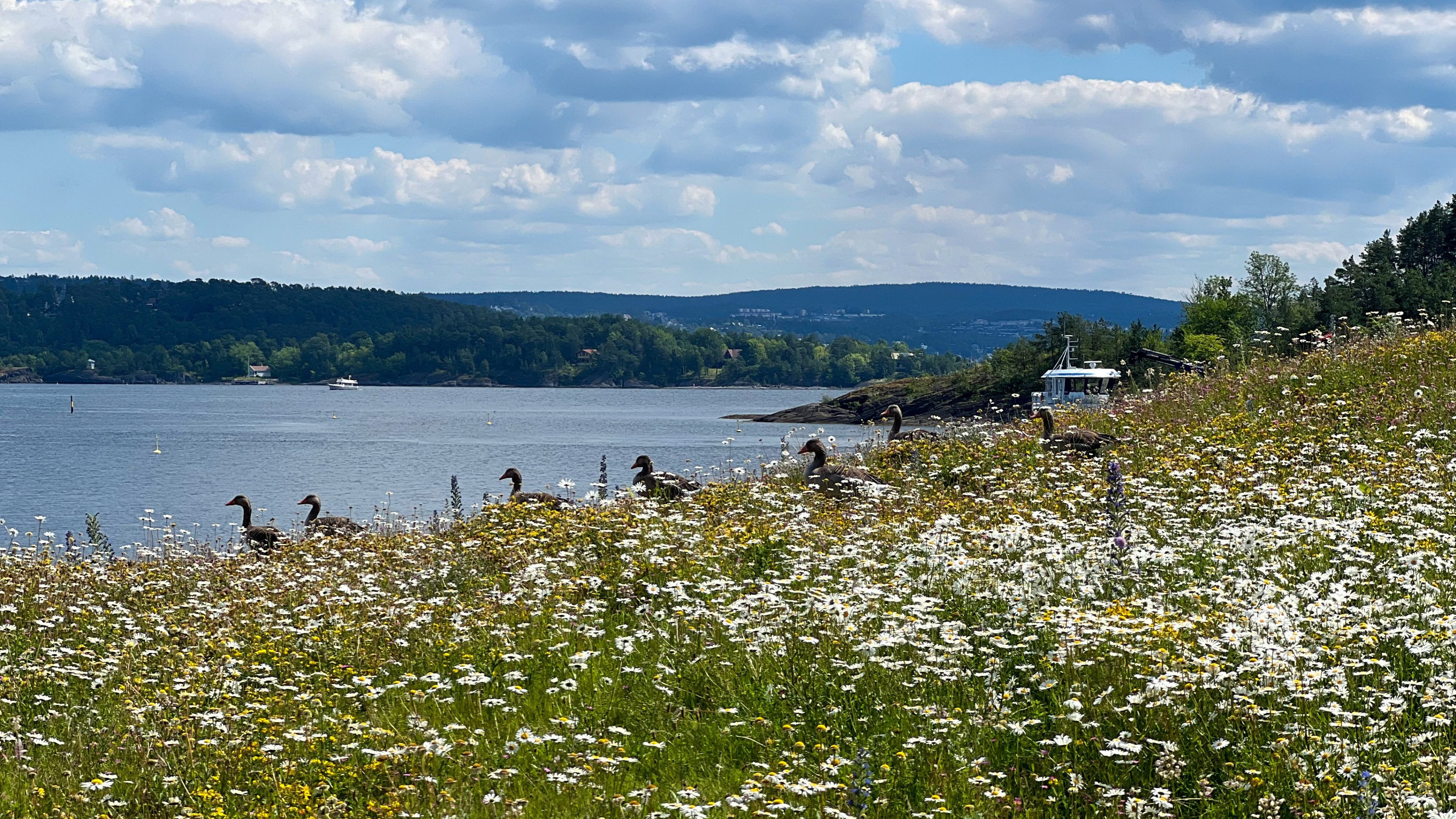 En gruppe gjess vandrer gjennom et felt med markblomster nær glitrende vann, med åser og en overskyet himmel i bakgrunnen, og skaper en scene som minner om et øyhoppeeventyr.