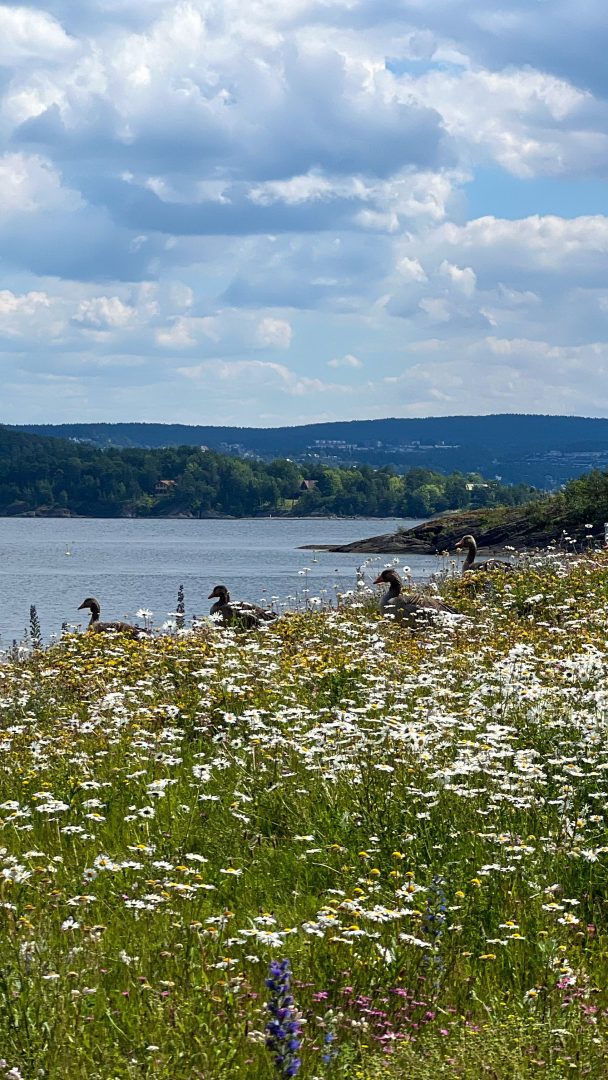 Et felt med markblomster med fem gjess nær en rolig vannmasse, omgitt av forsiktig bølgende åser under en overskyet himmel, fanger den rolige essensen av øyhopping.