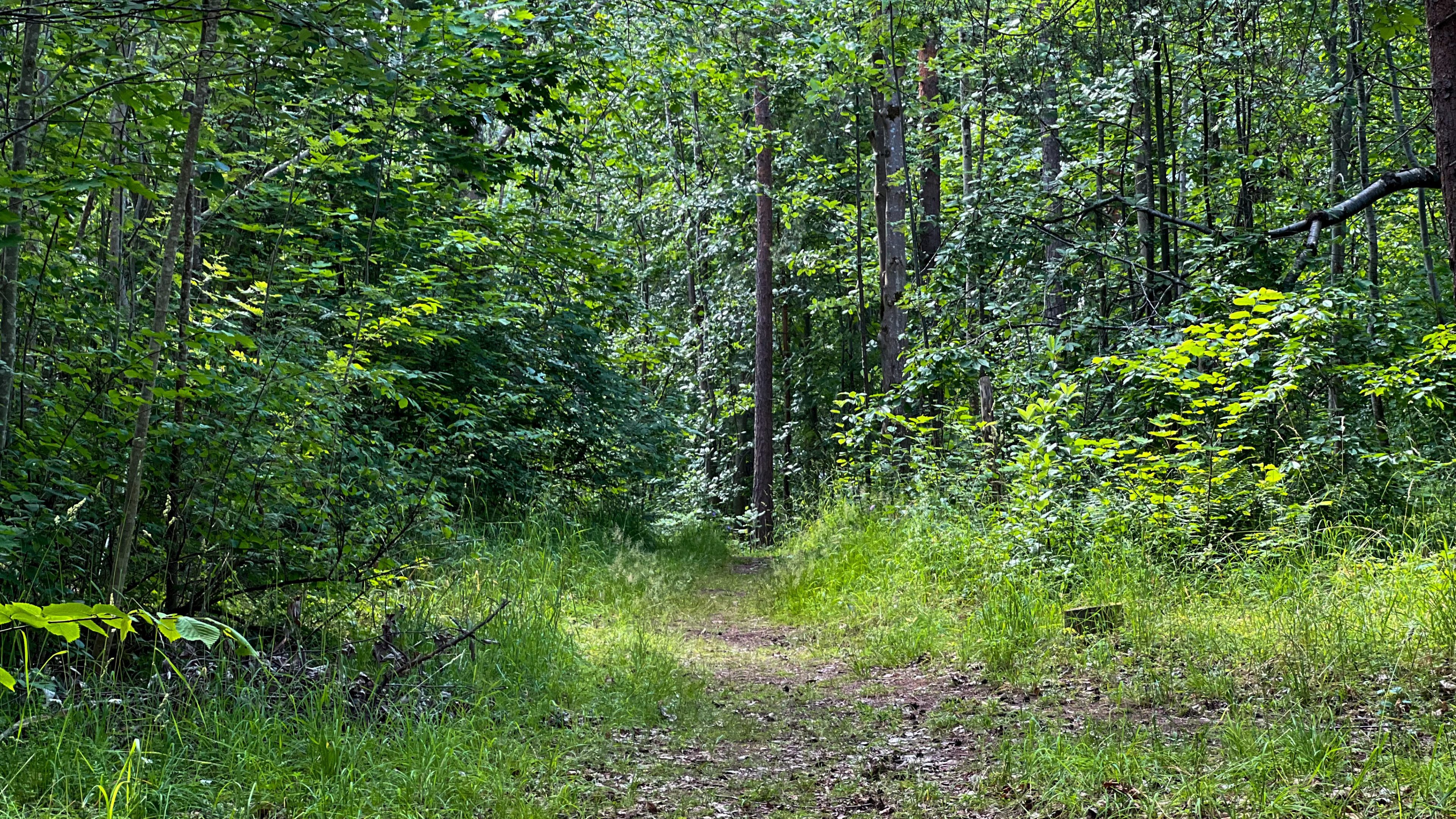 En smal grussti slynger seg gjennom en tett, grønn skog med høye trær og frodig underskog, og fremkaller sjarmen til en bortgjemt sti på øyhoppeeventyr.