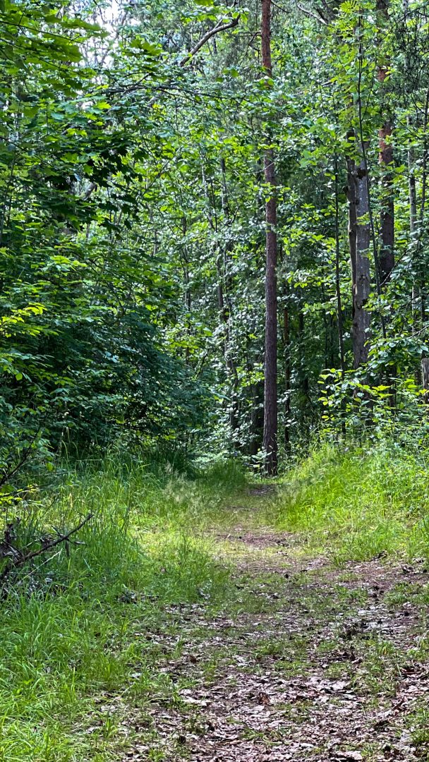 En smal sti gjennom en frodig grønn skog, omgitt av høye trær og tett løvverk under klar himmel, føles som en skjult sti på et øyhoppeeventyr.