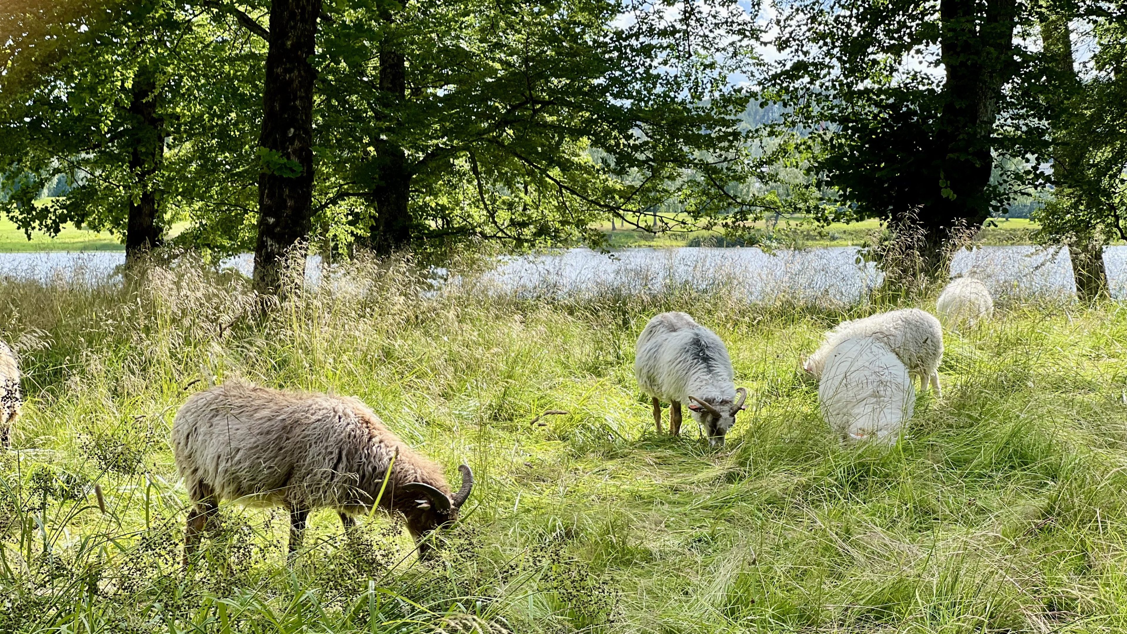 Sauer beiter fredelig i et gresskledd område omgitt av trær, med sykkelstier som snirkler seg gjennom landskapet og en glitrende vannmasse i bakgrunnen.