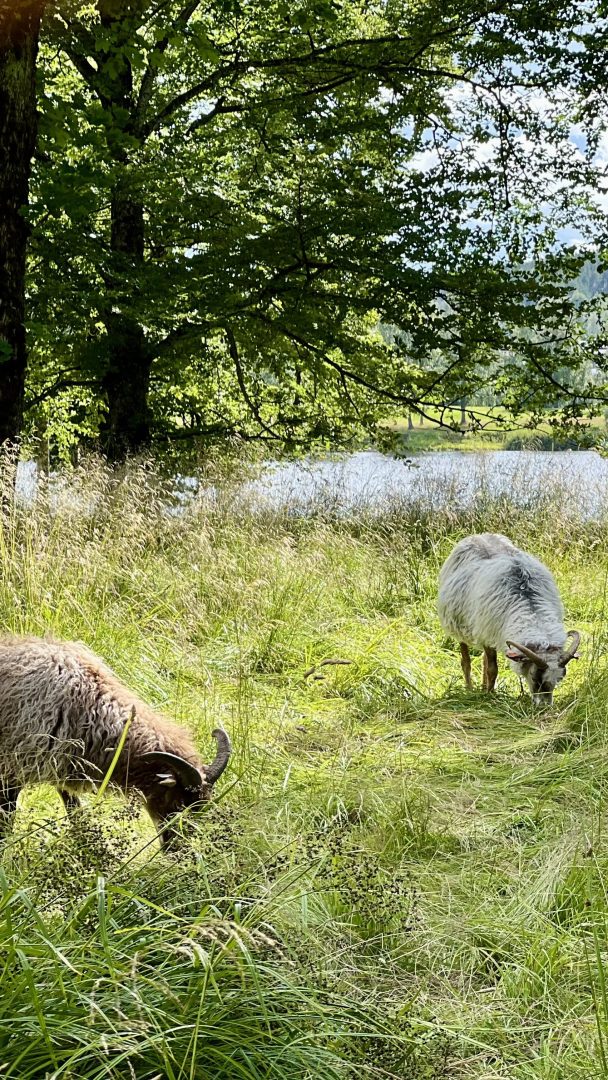 To sauer beiter på frodig grønt gress under trær nær en vannmasse, ikke langt fra svingete sykkelstier som vever seg gjennom det rolige landskapet.