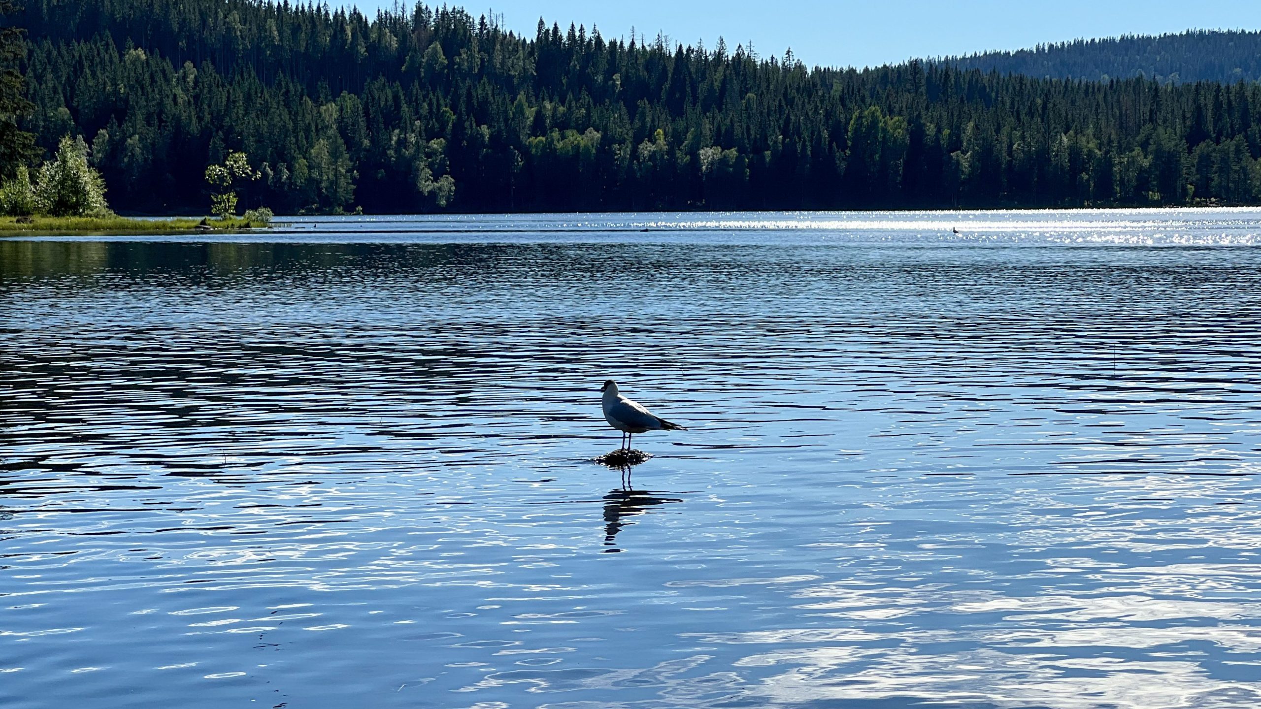En måke står grasiøst på det rolige vannet i en rolig innsjø, plassert under de skogkledde åsene. Under en klar blå himmel minner det uberørte landskapet om naturskjønne topptur-eventyr.