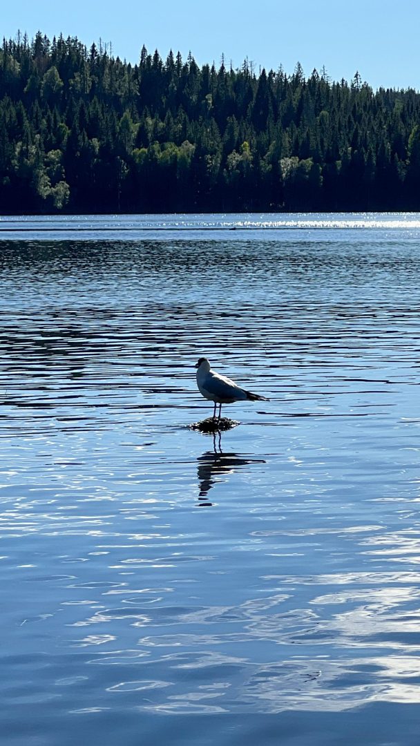 En fugl står på en stokk i en rolig innsjø, speilbildet speilet i det stille vannet, som om han begir seg ut på sitt eget topptur-eventyr. Den rolige scenen er innrammet av et majestetisk skogbakgrunn.