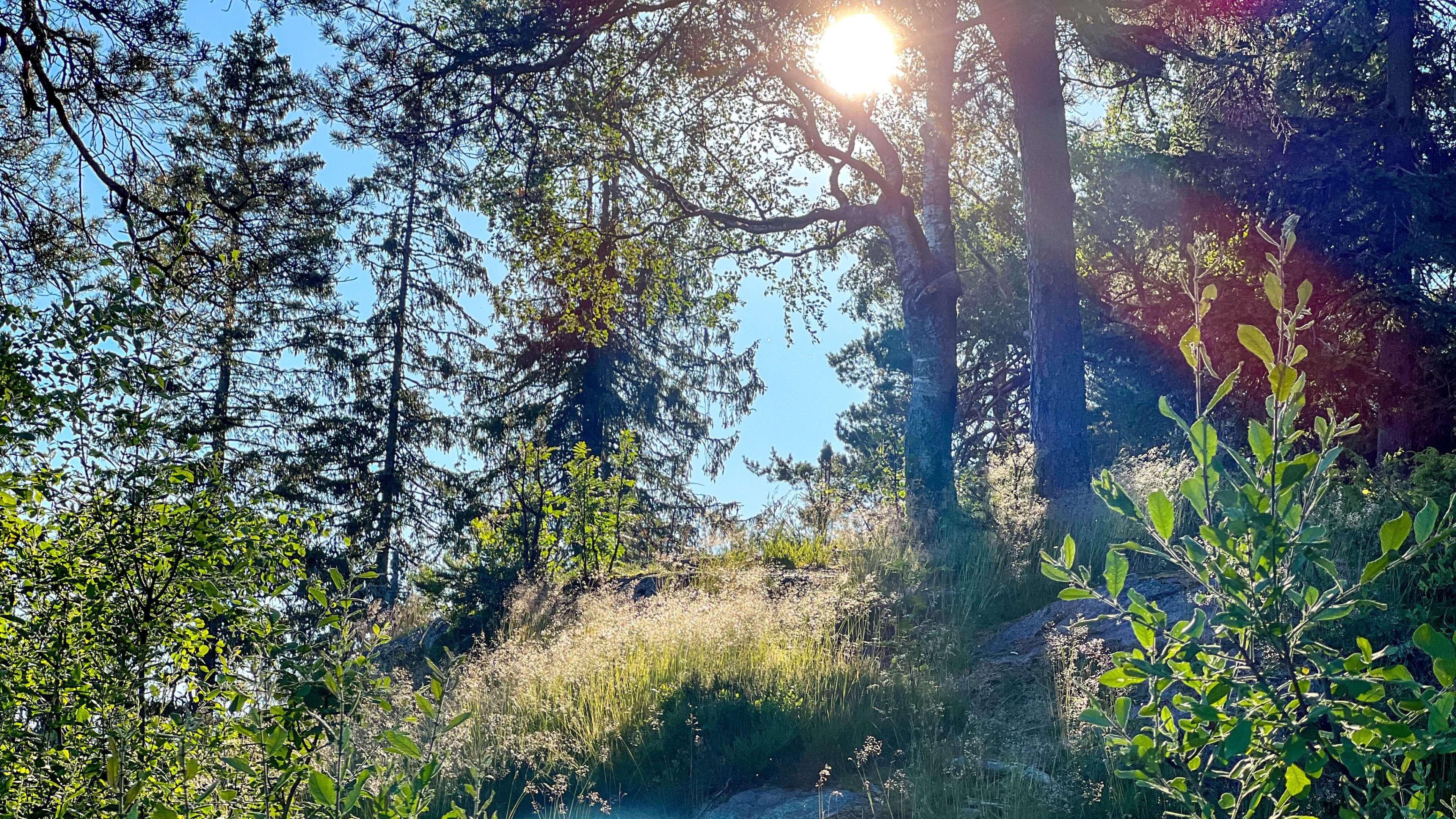 Sollyset filtrerer gjennom trær i en frodig, grønn skog med spredt undervegetasjon og en klar blå himmel, og skaper den perfekte rammen for et topptur-eventyr.