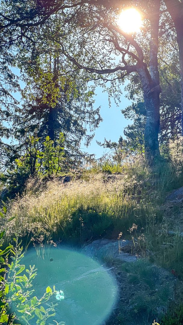 Solen som skinner gjennom trær i et skogkledd område skaper en rolig setting, med grønt gress under føttene og en synlig linseutstråling i forgrunnen, som fanger essensen av topptur-utforskning.