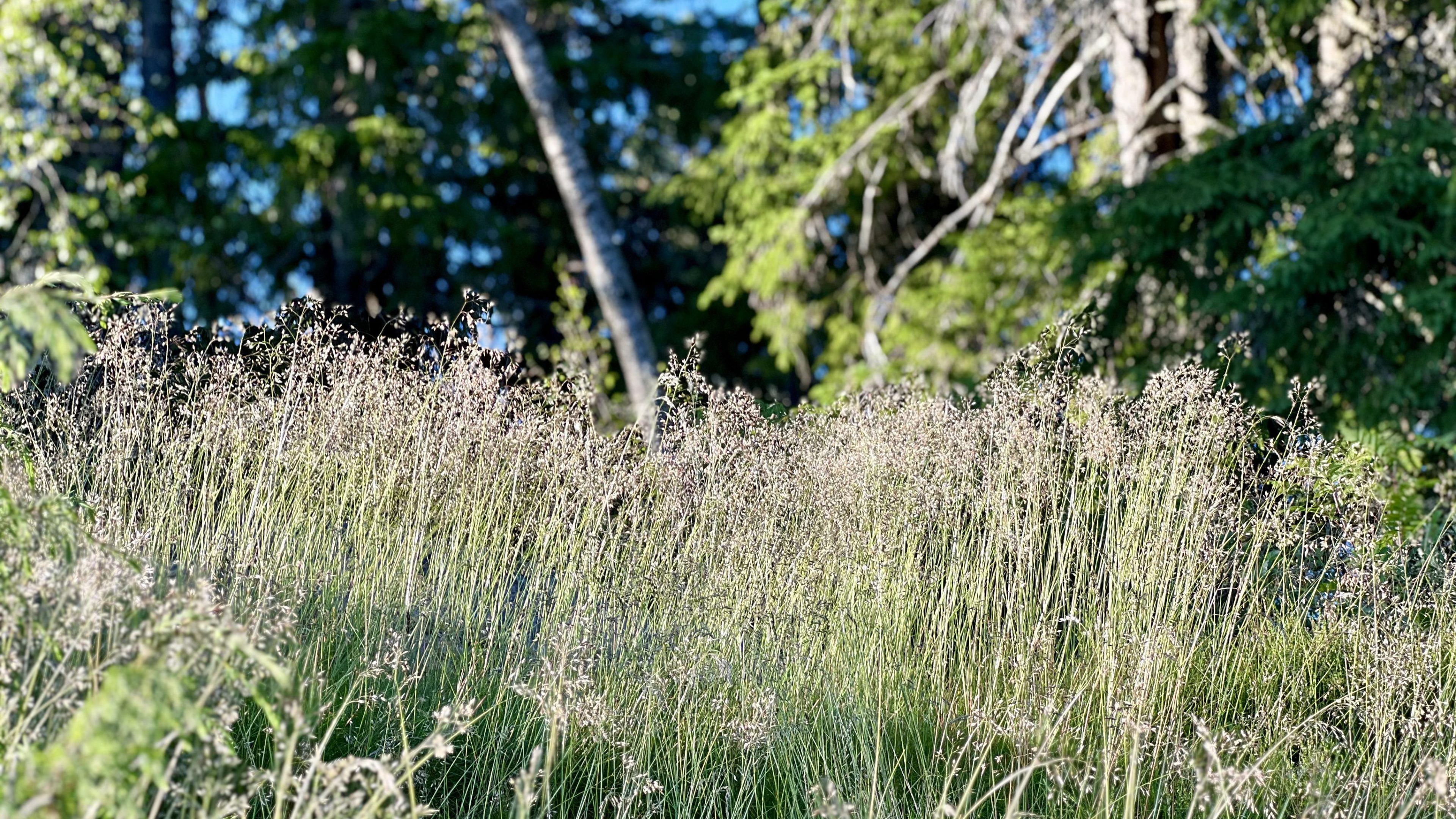 Solbelyste enger med høyt gress svaier forsiktig mens du legger ut på et topptur-eventyr, de grønne trærne i den uskarpe bakgrunnen lover mer skjulte utsikter.