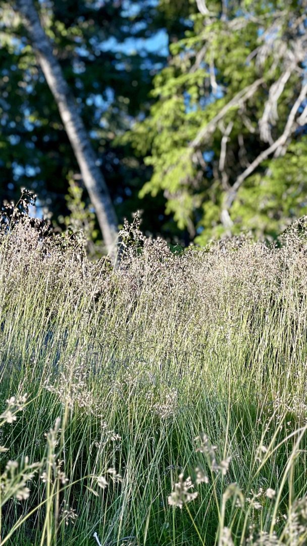 Høyt gress svaier forsiktig i en solbelyst eng, som minner om en rolig topptur-stigning, med uskarpe trær som gir et rolig bakteppe.