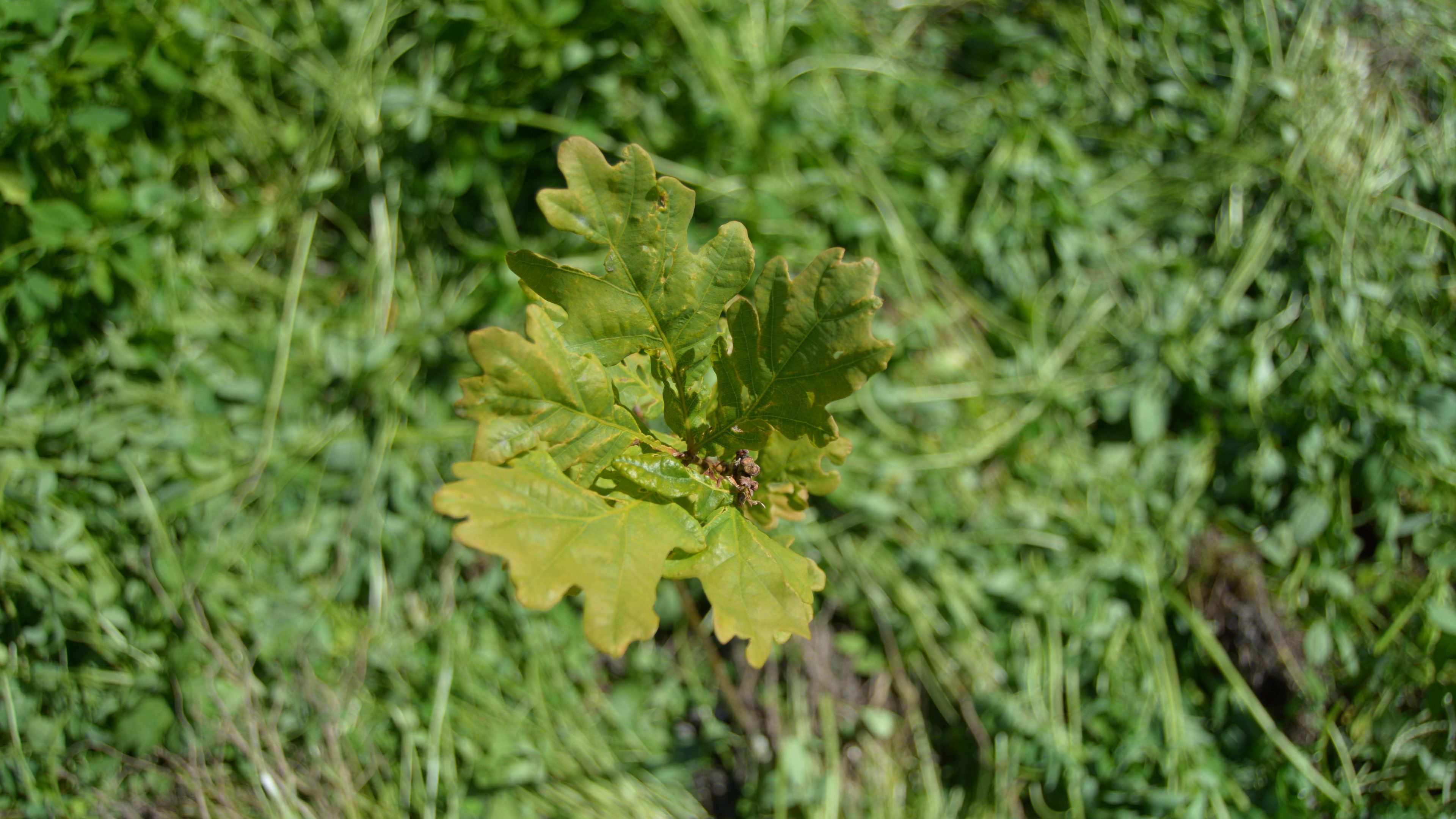 En ung eikeplante med grønne flikete blader, lunt i gresset, står som et vitnesbyrd om naturens motstandskraft – trær hvisker rolige historier om skogen.