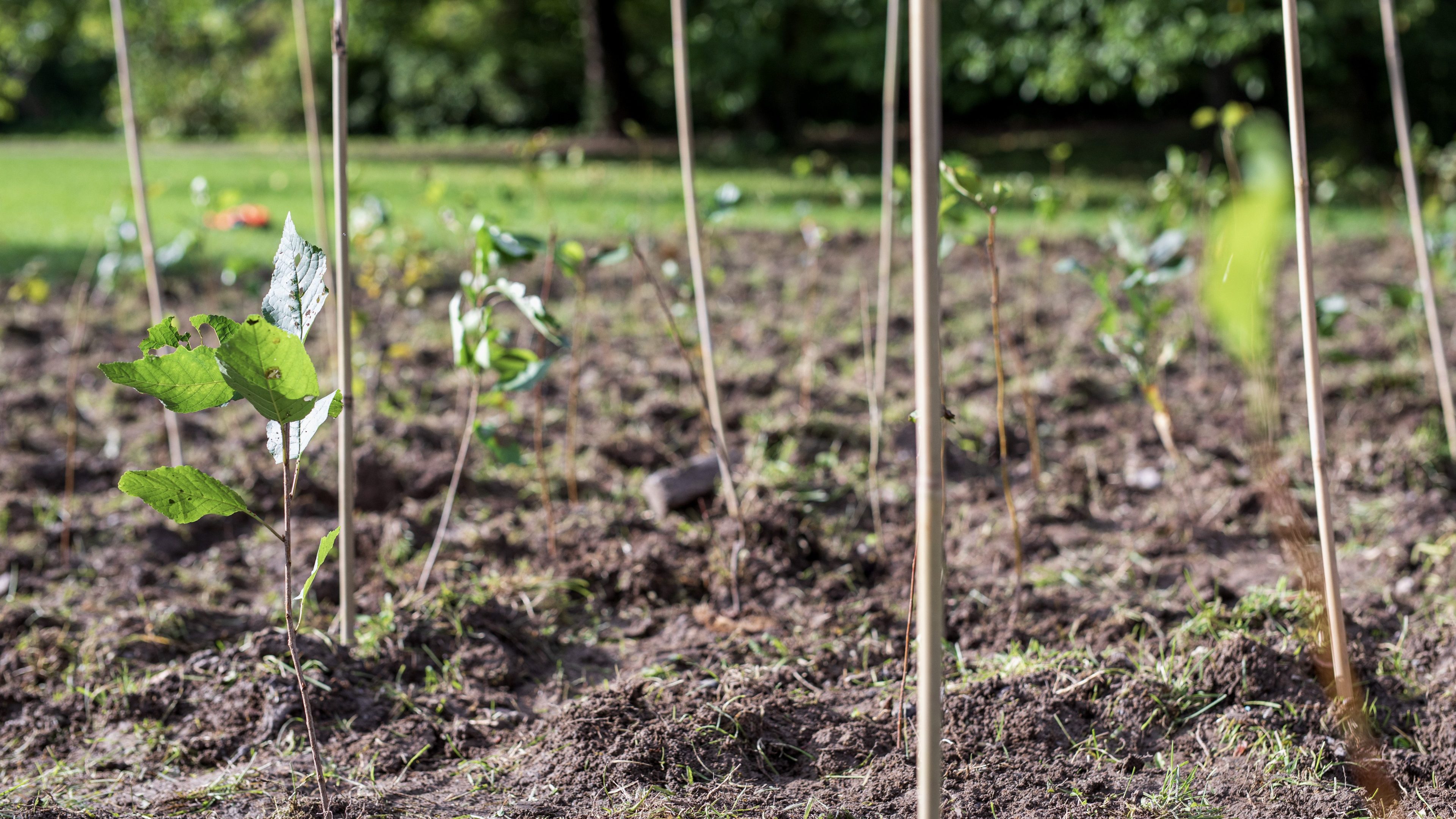 Unge planter staket med bambuspinner i en hage, plassert i rik jord. I bakgrunnen fletter trær og trær seg sammen med frodige busker, og skaper et frodig billedvev som rammer inn denne rolige scenen.